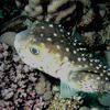 Picture taken during the dive
