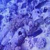 Picture taken during the dive