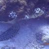 Picture taken during the dive