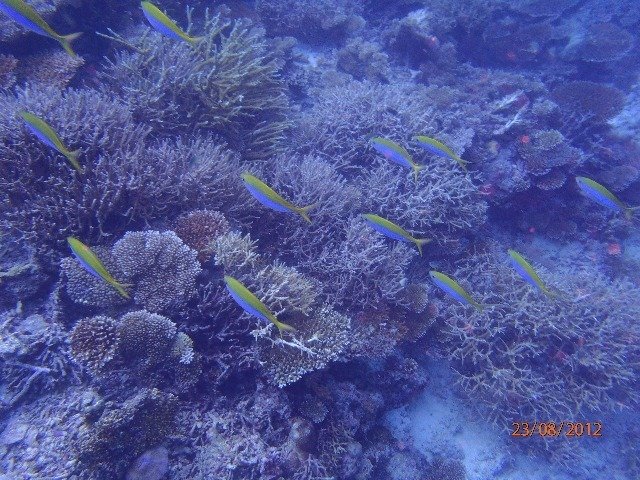 Best Dives Centara - Dive Center
