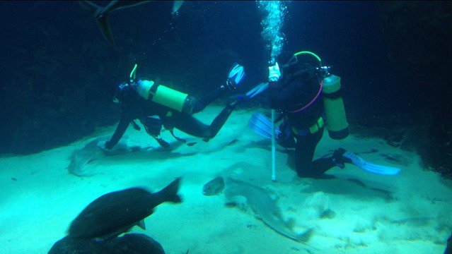 Diving in Kuwait, scientific center - By Rami