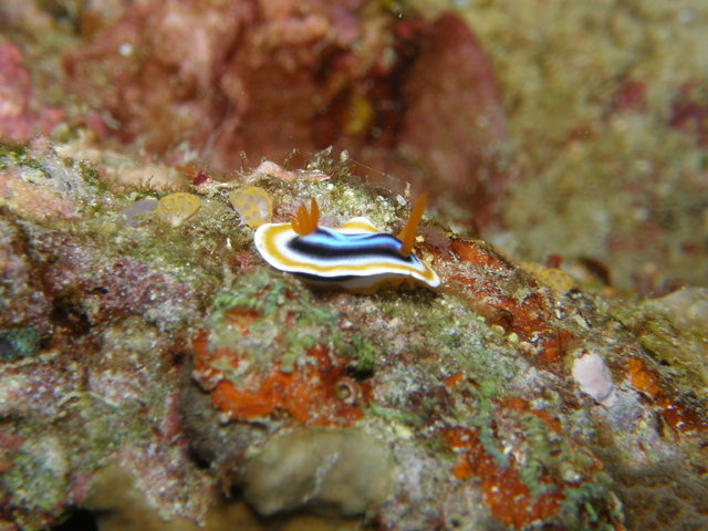 Magic Island Dive Resort Inc. - Dive Center in Philippines