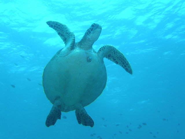 Magic Island Dive Resort Inc. - Dive Center in Philippines