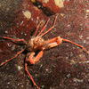 Picture taken during the dive
