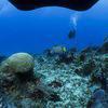 Picture taken during the dive