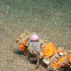 Picture taken during the dive