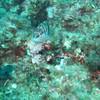 Picture taken during the dive