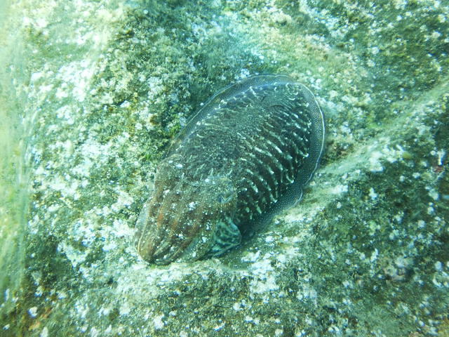 Sun-Sub Diving Center - Dive Center in Spain