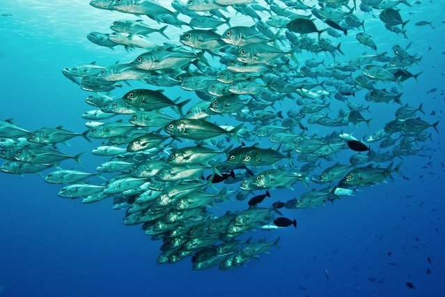 Diving in Palau, Keyangel Island - By Silvio Scaglia