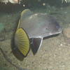 Picture taken during the dive