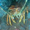 Picture taken during the dive