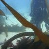 Picture taken during the dive