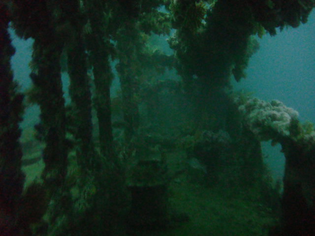 Dive Action - Dive Center in South Africa