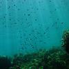Picture taken during the dive