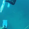Picture taken during the dive