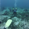 Picture taken during the dive