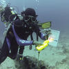 Picture taken during the dive