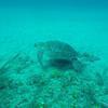 Picture taken during the dive