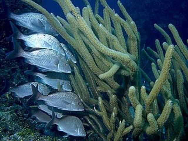 Pro Dive Cozumel - Dive Center in Mexico
