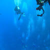 Picture taken during the dive