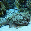 Picture taken during the dive