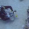Picture taken during the dive