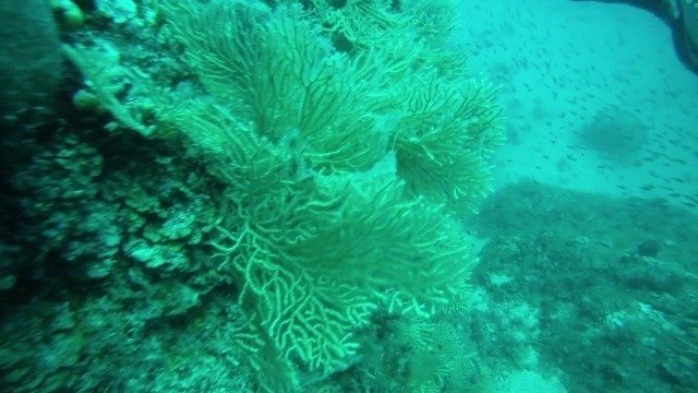 PONGO D.O.O. - Dive Center in Croatia
