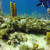 Picture taken during the dive