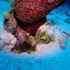 Picture taken during the dive