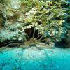 Picture taken during the dive