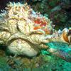 Picture taken during the dive