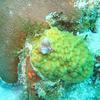 Picture taken during the dive