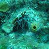 Picture taken during the dive