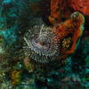 Picture taken during the dive
