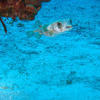 Picture taken during the dive