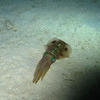 Picture taken during the dive
