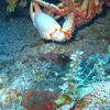 Picture taken during the dive