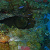 Picture taken during the dive