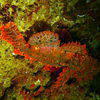 Picture taken during the dive
