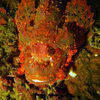 Picture taken during the dive
