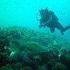 Picture taken during the dive