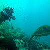 Picture taken during the dive