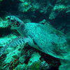 Picture taken during the dive