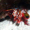 Picture taken during the dive