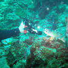 Picture taken during the dive
