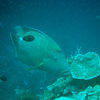 Picture taken during the dive