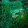 Picture taken during the dive