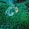 Picture taken during the dive