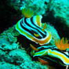 Picture taken during the dive