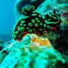 Picture taken during the dive